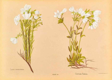 Reproducción/Reproduction 44060301810: The native flowers of New Zealand.. London,S. Low, Marston, Searle, and Rivington,1888.. 