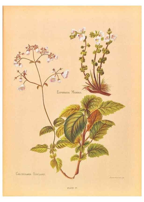 Reproducción/Reproduction 45827223842: The native flowers of New Zealand.. London,S. Low, Marston, Searle, and Rivington,1888.. 