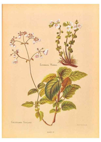 Reproducción/Reproduction 45827223842: The native flowers of New Zealand.. London,S. Low, Marston, Searle, and Rivington,1888.. 