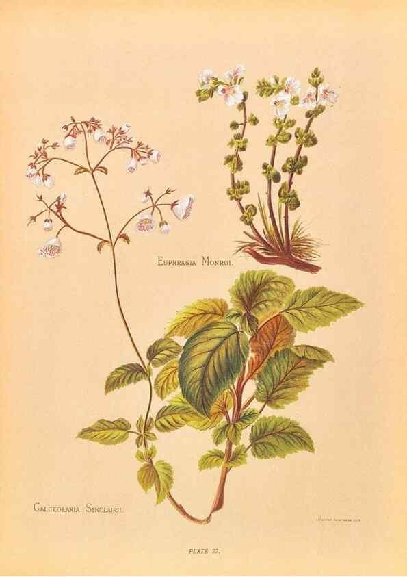 Reproducción/Reproduction 45827223842: The native flowers of New Zealand.. London,S. Low, Marston, Searle, and Rivington,1888.. 