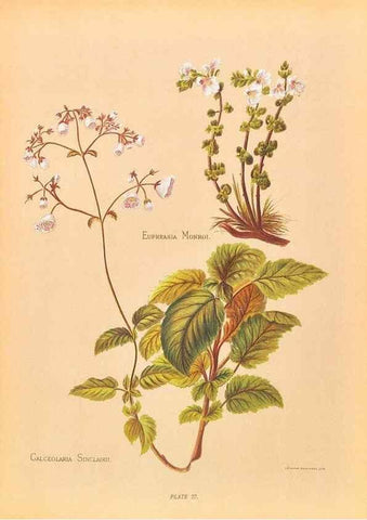 Reproducción/Reproduction 45827223842: The native flowers of New Zealand.. London,S. Low, Marston, Searle, and Rivington,1888.. 