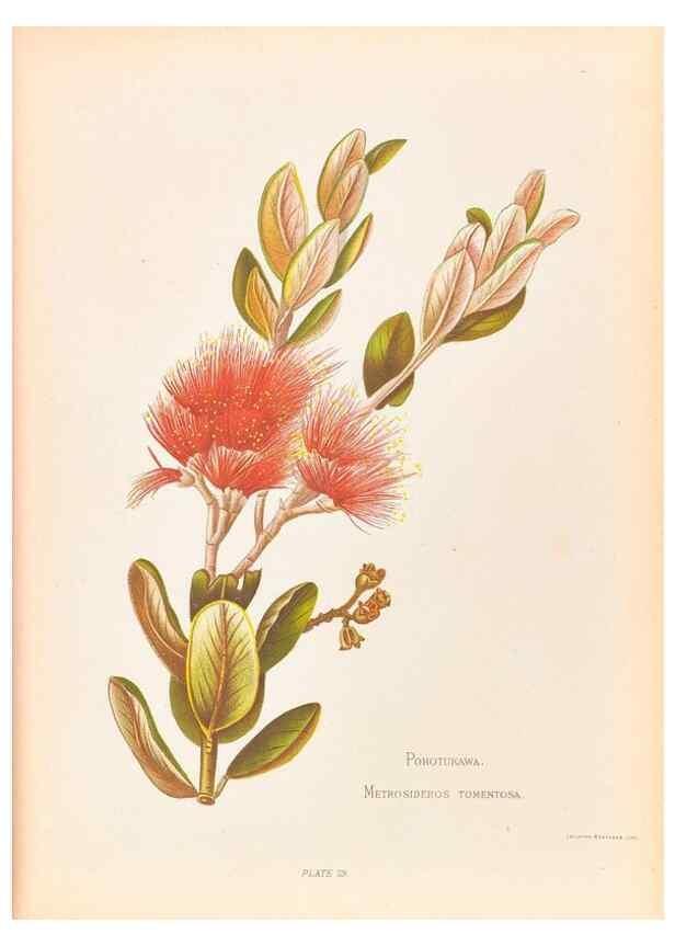 Reproducción/Reproduction 32005647988: The native flowers of New Zealand.. London,S. Low, Marston, Searle, and Rivington,1888.. 