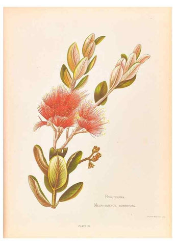 Reproducción/Reproduction 32005647988: The native flowers of New Zealand.. London,S. Low, Marston, Searle, and Rivington,1888.. 