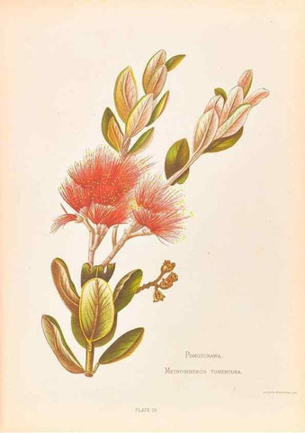 Reproducción/Reproduction 32005647988: The native flowers of New Zealand.. London,S. Low, Marston, Searle, and Rivington,1888.. 