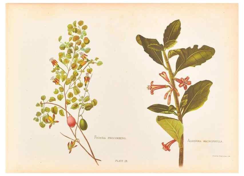Reproducción/Reproduction 45827217352: The native flowers of New Zealand.. London,S. Low, Marston, Searle, and Rivington,1888.. 