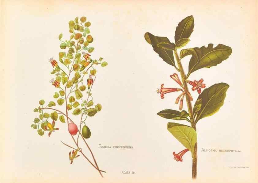 Reproducción/Reproduction 45827217352: The native flowers of New Zealand.. London,S. Low, Marston, Searle, and Rivington,1888.. 