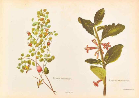 Reproducción/Reproduction 45827217352: The native flowers of New Zealand.. London,S. Low, Marston, Searle, and Rivington,1888.. 