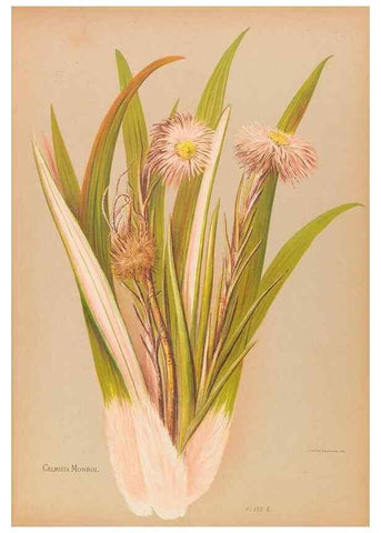 Reproducción/Reproduction 45827202802: The native flowers of New Zealand.. London,S. Low, Marston, Searle, and Rivington,1888.. 