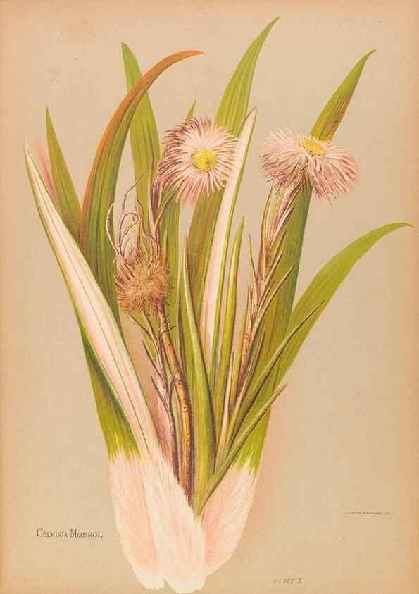 Reproducción/Reproduction 45827202802: The native flowers of New Zealand.. London,S. Low, Marston, Searle, and Rivington,1888.. 