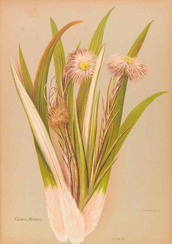 Reproducción/Reproduction 45827202802: The native flowers of New Zealand.. London,S. Low, Marston, Searle, and Rivington,1888.. 