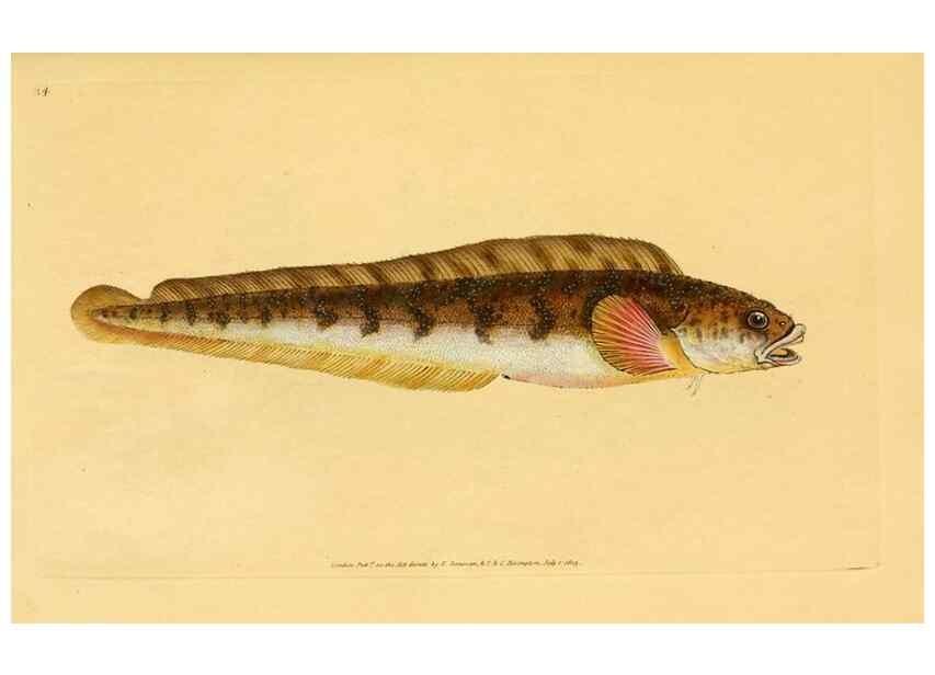 Reproducción/Reproduction 45155985504: The natural history of British fishes :. London :Printed for the author, and for F. and C. Rivington,1802-08.. 