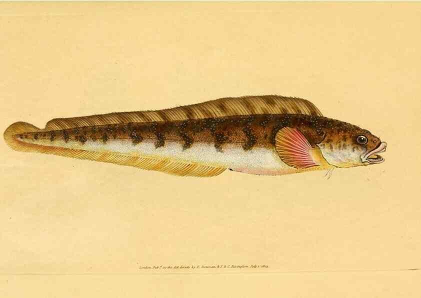 Reproducción/Reproduction 45155985504: The natural history of British fishes :. London :Printed for the author, and for F. and C. Rivington,1802-08.. 