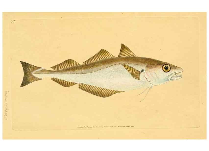 Reproducción/Reproduction 32008747378: The natural history of British fishes :. London :Printed for the author, and for F. and C. Rivington,1802-08.. 