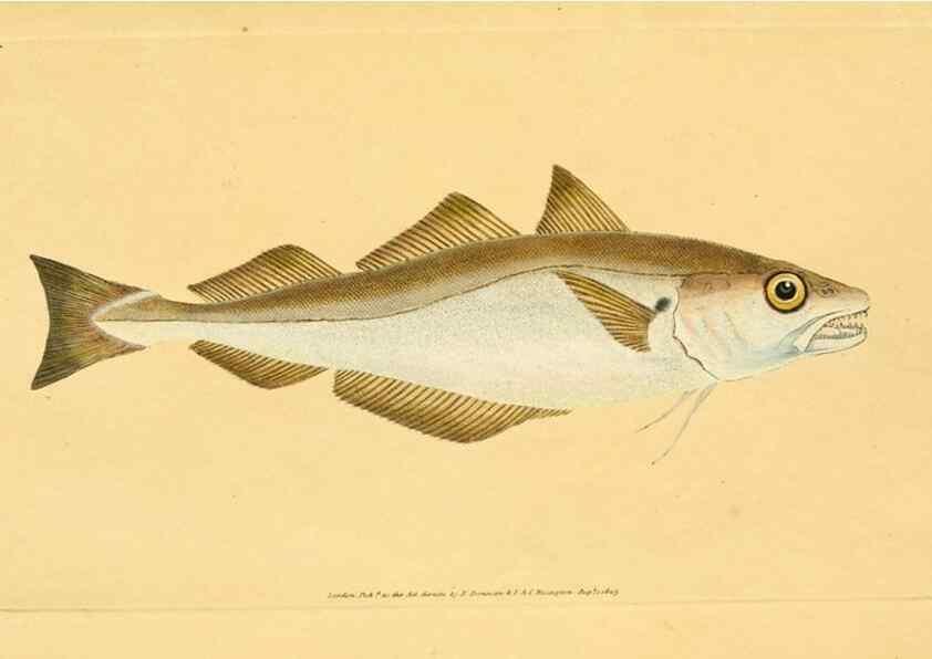 Reproducción/Reproduction 32008747378: The natural history of British fishes :. London :Printed for the author, and for F. and C. Rivington,1802-08.. 