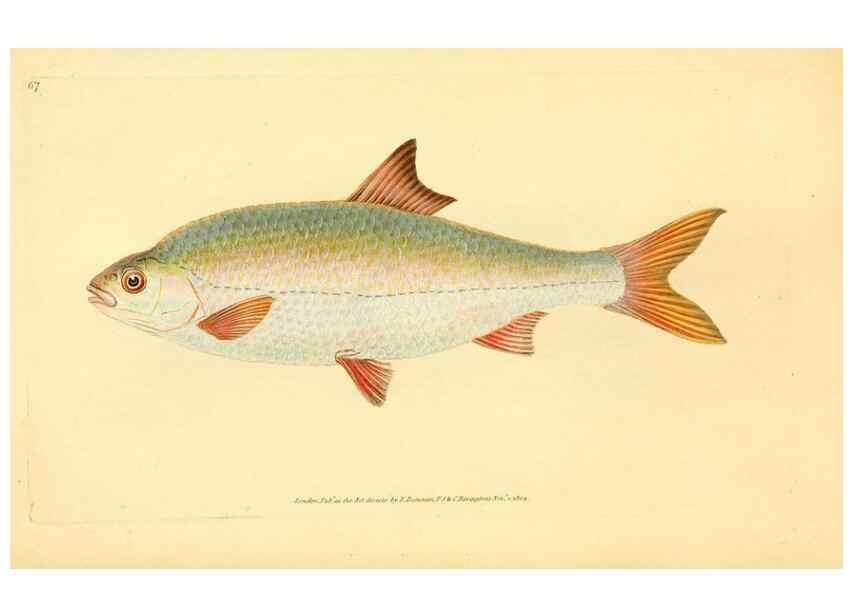 Reproducción/Reproduction 45156049694: The natural history of British fishes :. London :Printed for the author, and for F. and C. Rivington,1802-08.. 