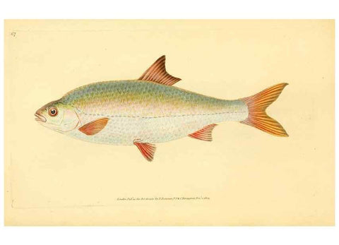 Reproducción/Reproduction 45156049694: The natural history of British fishes :. London :Printed for the author, and for F. and C. Rivington,1802-08.. 