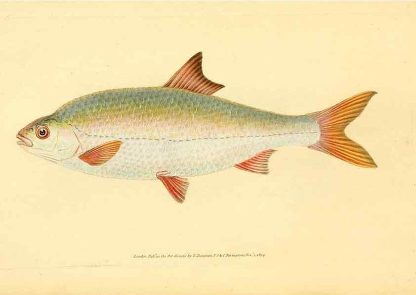 Reproducción/Reproduction 45156049694: The natural history of British fishes :. London :Printed for the author, and for F. and C. Rivington,1802-08.. 