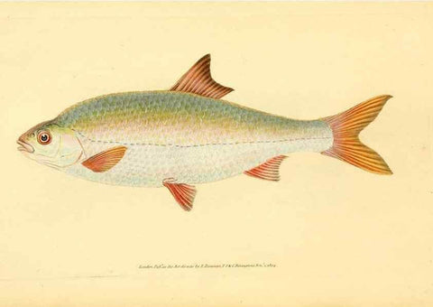 Reproducción/Reproduction 45156049694: The natural history of British fishes :. London :Printed for the author, and for F. and C. Rivington,1802-08.. 