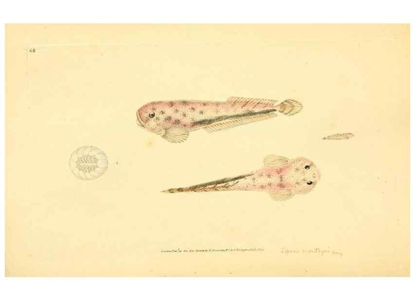 Reproducción/Reproduction 44063525520: The natural history of British fishes :. London :Printed for the author, and for F. and C. Rivington,1802-08.. 