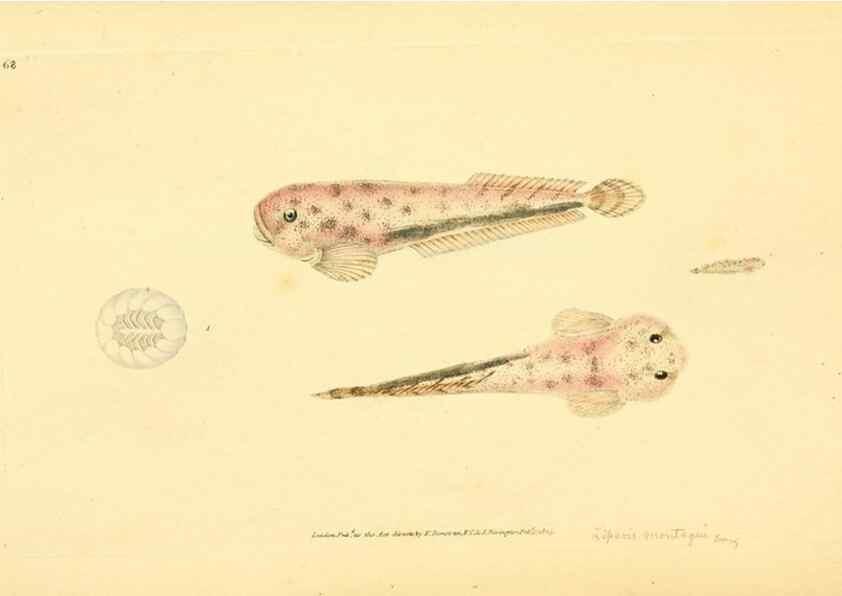 Reproducción/Reproduction 44063525520: The natural history of British fishes :. London :Printed for the author, and for F. and C. Rivington,1802-08.. 