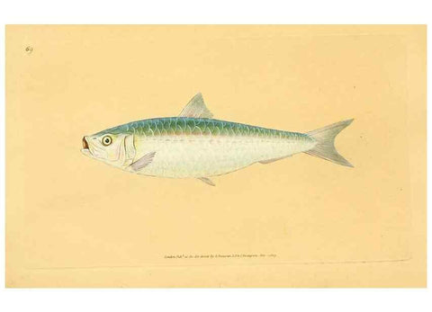 Reproducción/Reproduction 32008790008: The natural history of British fishes :. London :Printed for the author, and for F. and C. Rivington,1802-08.. 