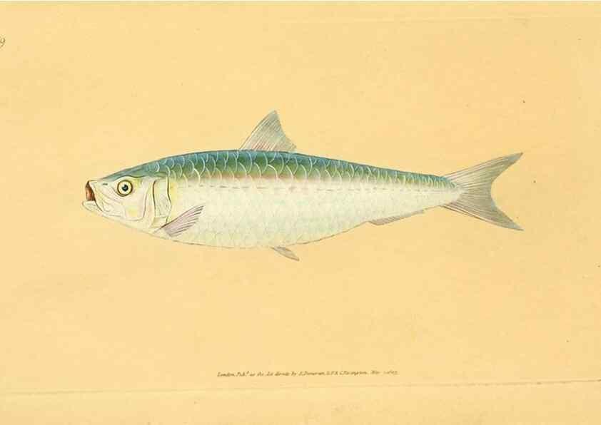 Reproducción/Reproduction 32008790008: The natural history of British fishes :. London :Printed for the author, and for F. and C. Rivington,1802-08.. 