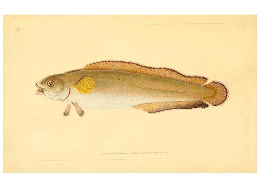 Reproducción/Reproduction 30940979667: The natural history of British fishes :. London :Printed for the author, and for F. and C. Rivington,1802-08.. 