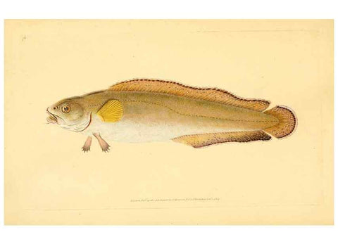 Reproducción/Reproduction 30940979667: The natural history of British fishes :. London :Printed for the author, and for F. and C. Rivington,1802-08.. 