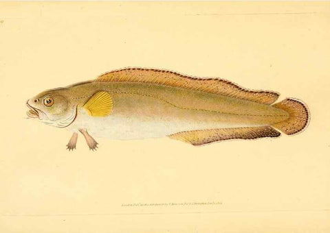 Reproducción/Reproduction 30940979667: The natural history of British fishes :. London :Printed for the author, and for F. and C. Rivington,1802-08.. 