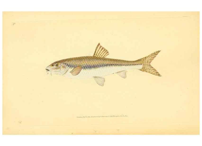 Reproducción/Reproduction 30940981227: The natural history of British fishes :. London :Printed for the author, and for F. and C. Rivington,1802-08.. 