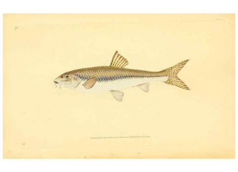 Reproducción/Reproduction 30940981227: The natural history of British fishes :. London :Printed for the author, and for F. and C. Rivington,1802-08.. 