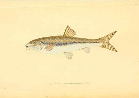 Reproducción/Reproduction 30940981227: The natural history of British fishes :. London :Printed for the author, and for F. and C. Rivington,1802-08.. 