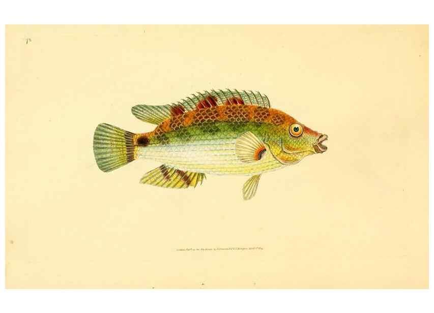 Reproducción/Reproduction 44063532920: The natural history of British fishes :. London :Printed for the author, and for F. and C. Rivington,1802-08.. 