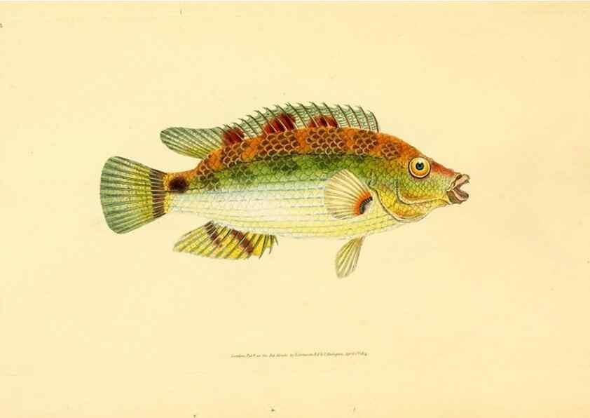Reproducción/Reproduction 44063532920: The natural history of British fishes :. London :Printed for the author, and for F. and C. Rivington,1802-08.. 