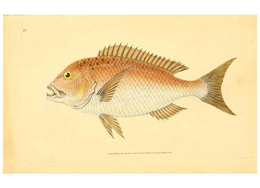 Reproducción/Reproduction 45880262251: The natural history of British fishes :. London :Printed for the author, and for F. and C. Rivington,1802-08.. 