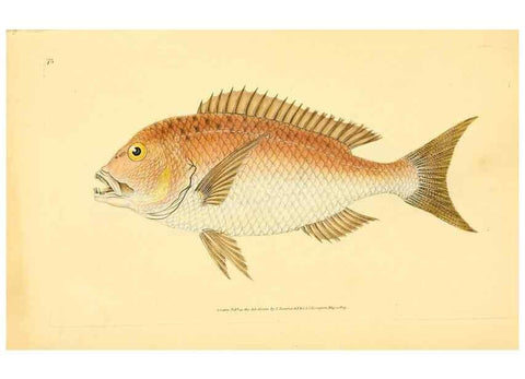 Reproducción/Reproduction 45880262251: The natural history of British fishes :. London :Printed for the author, and for F. and C. Rivington,1802-08.. 