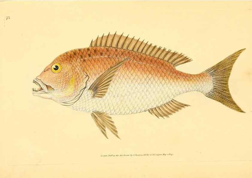 Reproducción/Reproduction 45880262251: The natural history of British fishes :. London :Printed for the author, and for F. and C. Rivington,1802-08.. 