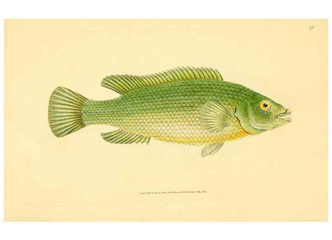 Reproducción/Reproduction 32008800078: The natural history of British fishes :. London :Printed for the author, and for F. and C. Rivington,1802-08.. 