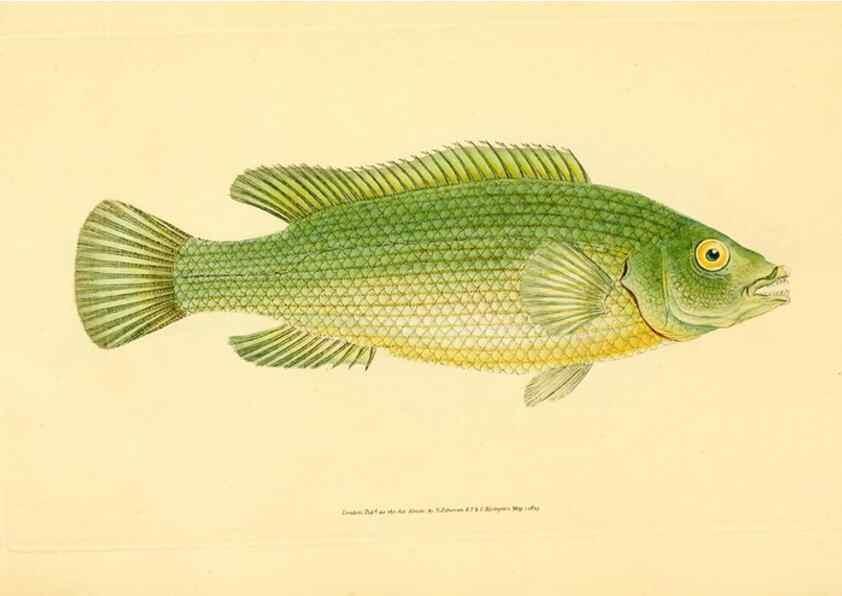 Reproducción/Reproduction 32008800078: The natural history of British fishes :. London :Printed for the author, and for F. and C. Rivington,1802-08.. 