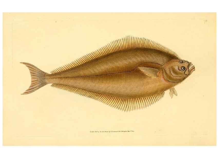 Reproducción/Reproduction 45156066054: The natural history of British fishes :. London :Printed for the author, and for F. and C. Rivington,1802-08.. 