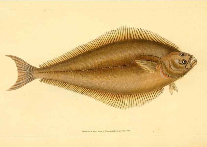 Reproducción/Reproduction 45156066054: The natural history of British fishes :. London :Printed for the author, and for F. and C. Rivington,1802-08.. 
