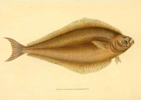 Reproducción/Reproduction 45156066054: The natural history of British fishes :. London :Printed for the author, and for F. and C. Rivington,1802-08.. 