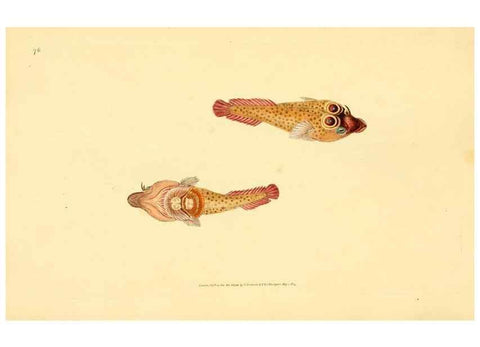Reproducción/Reproduction 45156067304: The natural history of British fishes :. London :Printed for the author, and for F. and C. Rivington,1802-08.. 
