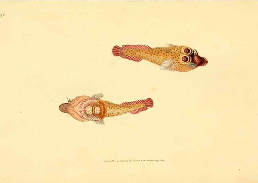 Reproducción/Reproduction 45156067304: The natural history of British fishes :. London :Printed for the author, and for F. and C. Rivington,1802-08.. 