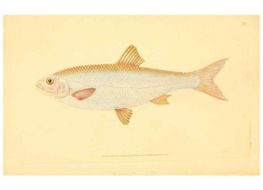 Reproducción/Reproduction 30940990307: The natural history of British fishes :. London :Printed for the author, and for F. and C. Rivington,1802-08.. 