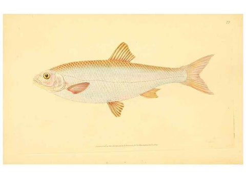 Reproducción/Reproduction 30940990307: The natural history of British fishes :. London :Printed for the author, and for F. and C. Rivington,1802-08.. 