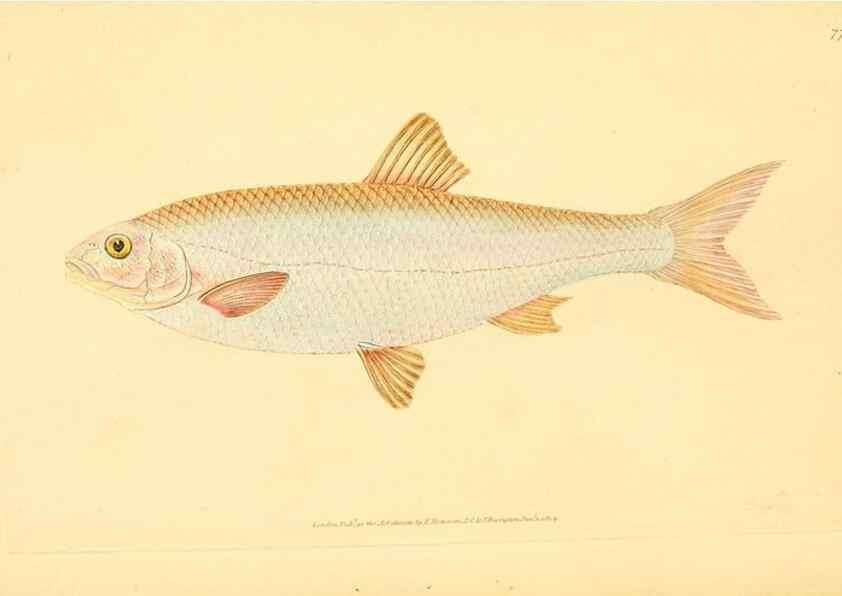 Reproducción/Reproduction 30940990307: The natural history of British fishes :. London :Printed for the author, and for F. and C. Rivington,1802-08.. 