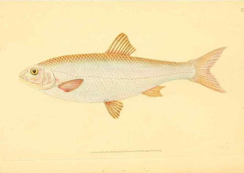Reproducción/Reproduction 30940990307: The natural history of British fishes :. London :Printed for the author, and for F. and C. Rivington,1802-08.. 