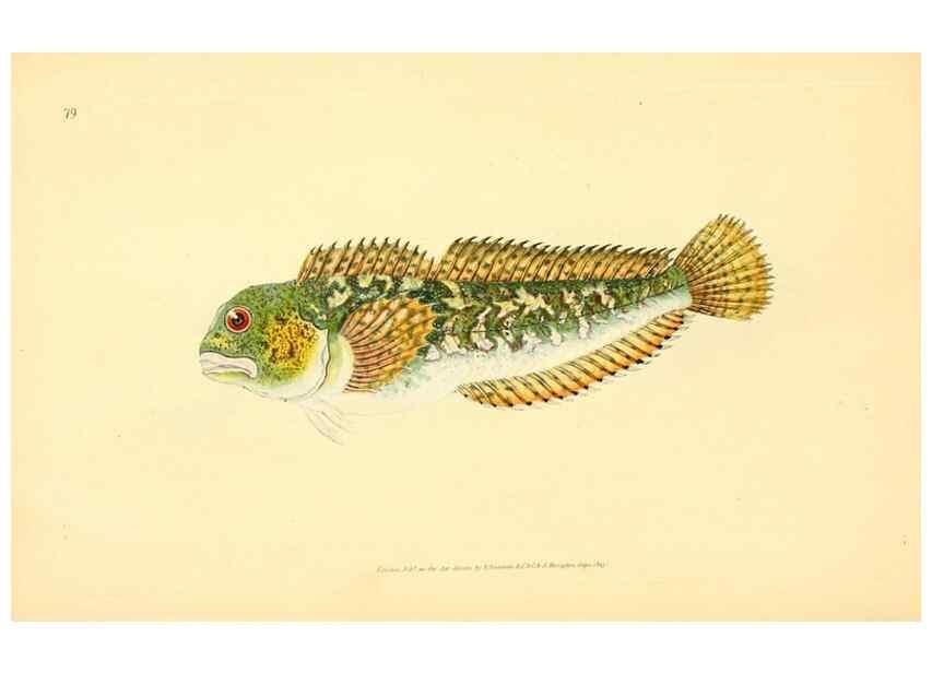 Reproducción/Reproduction 45156071004: The natural history of British fishes :. London :Printed for the author, and for F. and C. Rivington,1802-08.. 
