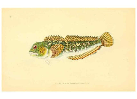 Reproducción/Reproduction 45156071004: The natural history of British fishes :. London :Printed for the author, and for F. and C. Rivington,1802-08.. 